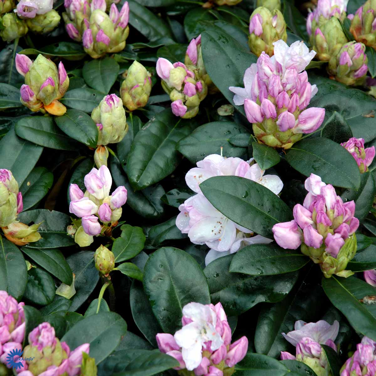 Bilde av Rhododendron Gomer Waterer-Spanne Plantesalg