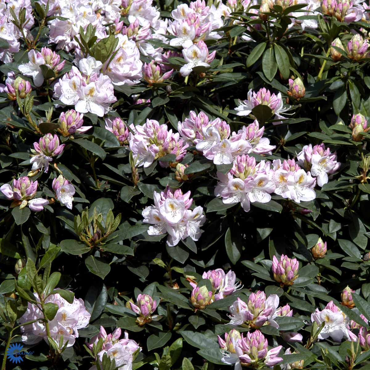 Bilde av Rhododendron Gomer Waterer-Spanne Plantesalg
