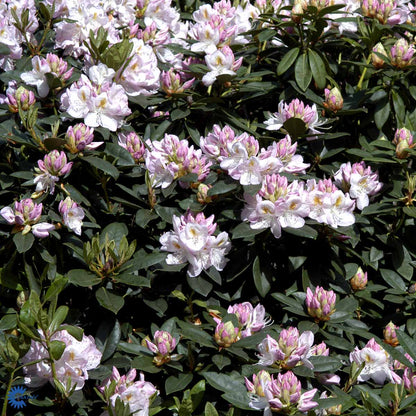 Bilde av Rhododendron Gomer Waterer-Spanne Plantesalg