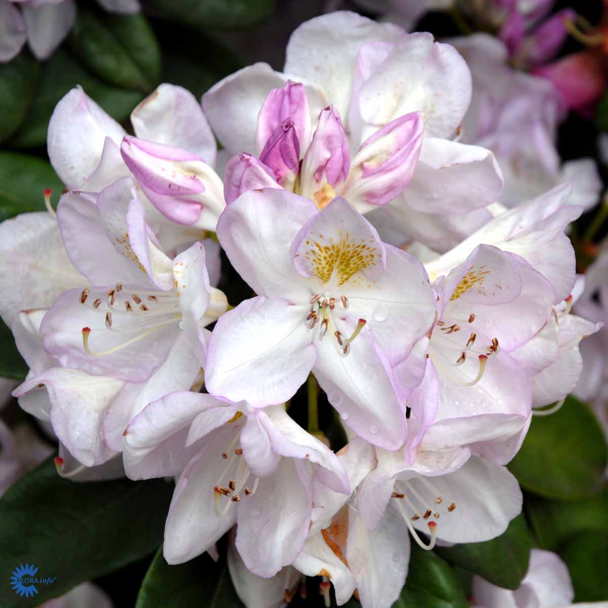 Bilde av Rhododendron Gomer Waterer-Spanne Plantesalg
