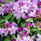 Bilde av Rhododendron Grandiflorum-Spanne Plantesalg