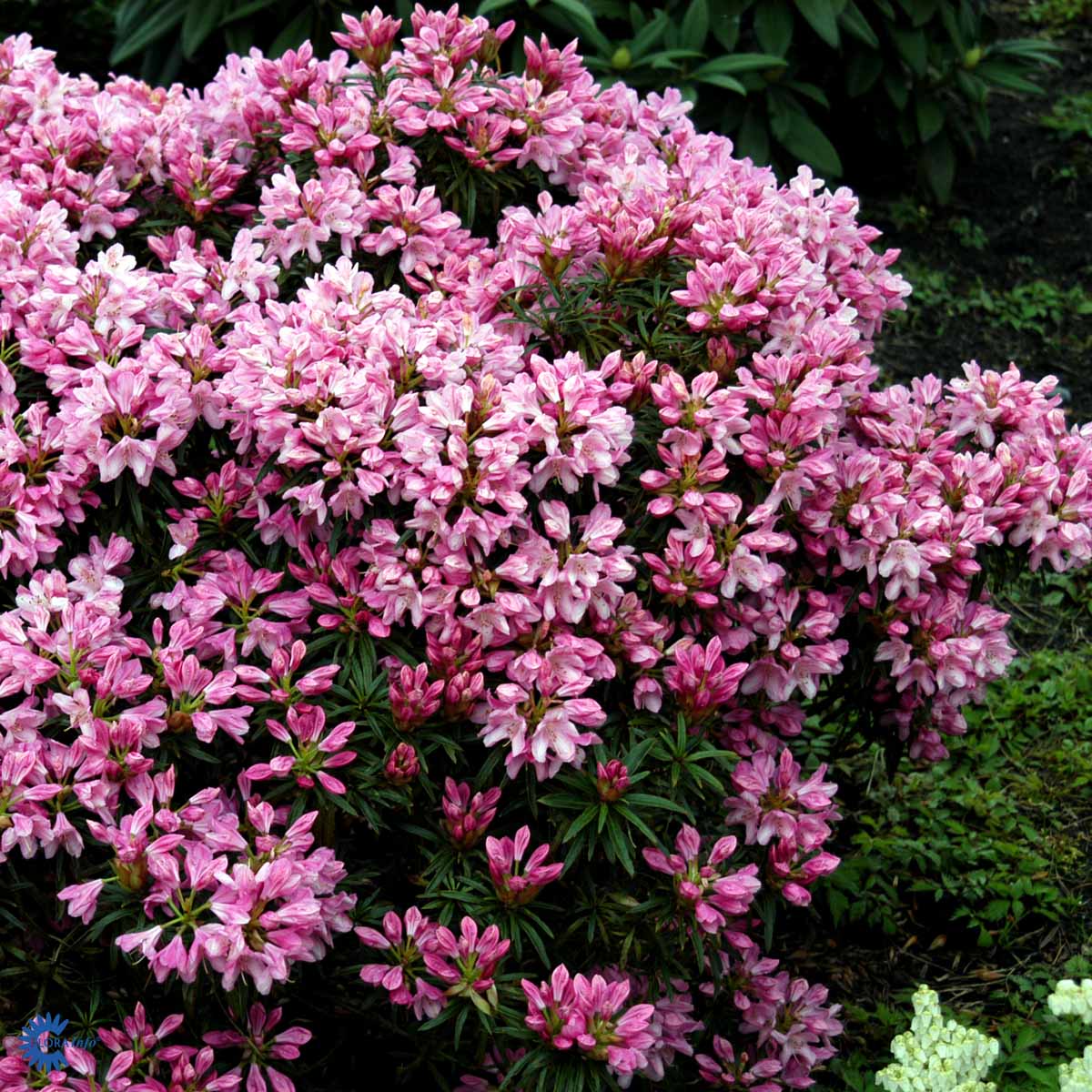 Bilde av Rhododendron Graziella-Spanne Plantesalg