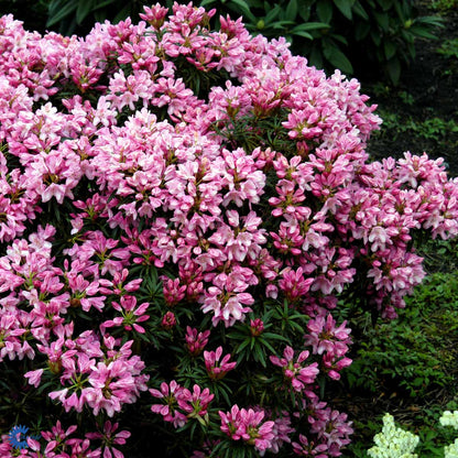 Bilde av Rhododendron Graziella-Spanne Plantesalg
