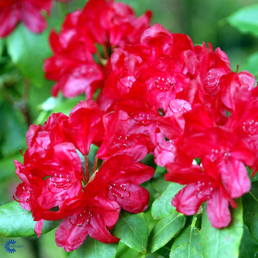 Bilde av Rhododendron Haskmanns Feuerschein-Spanne Plantesalg