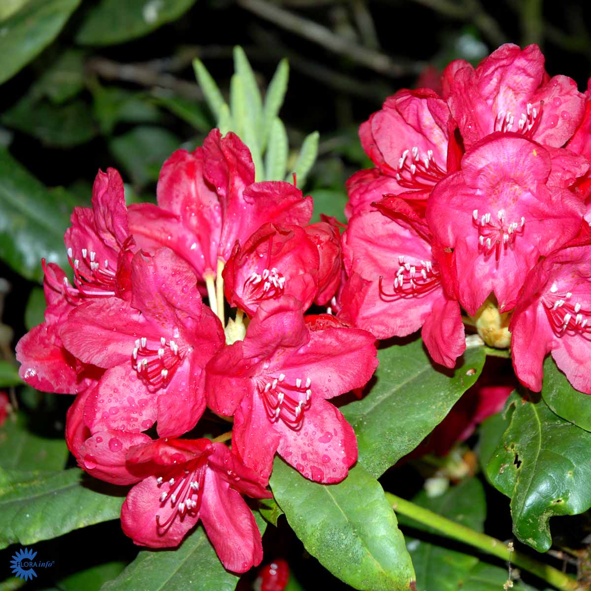 Bilde av Rhododendron Haskmanns Feuerschein-Spanne Plantesalg