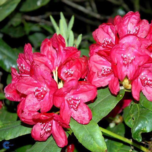 Bilde av Rhododendron Haskmanns Feuerschein-Spanne Plantesalg