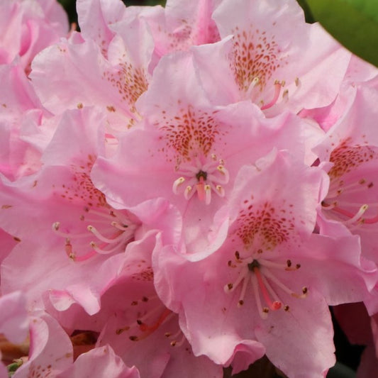 Bilde av Rhododendron h. University-Spanne Plantesalg