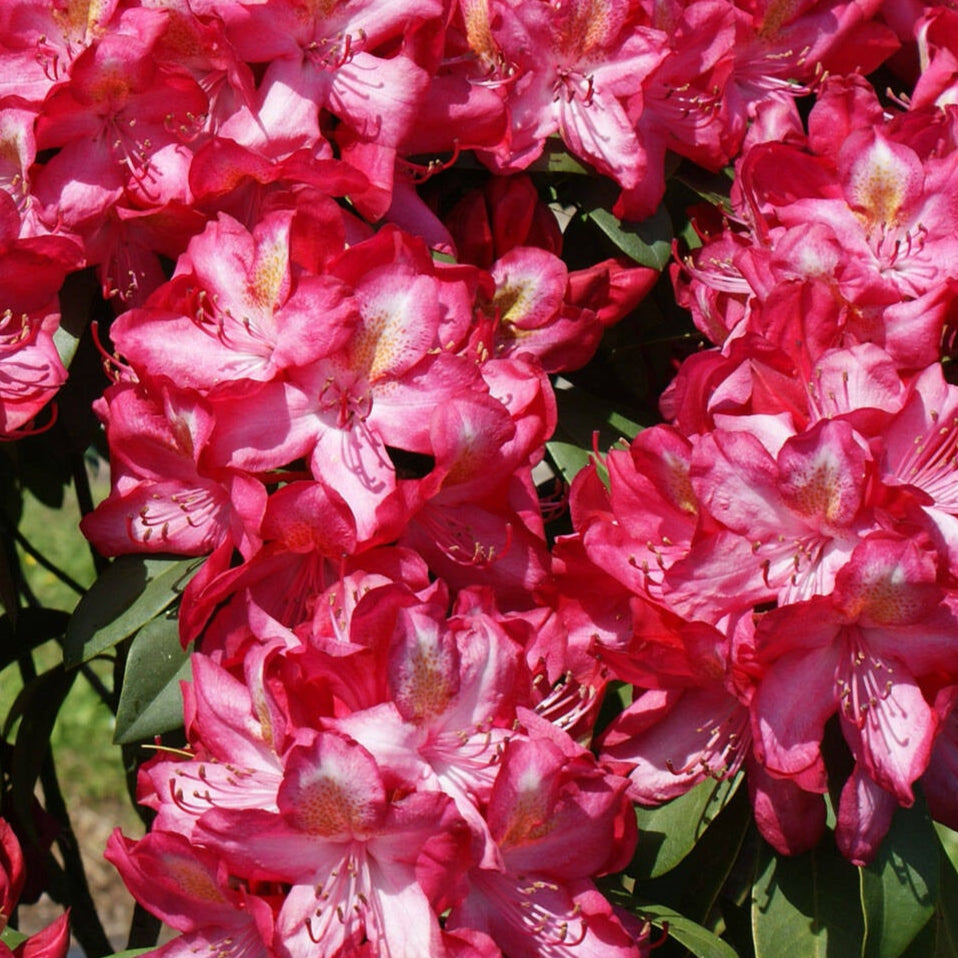 Bilde av Rhododendron Junifeuer 1l-Spanne Plantesalg