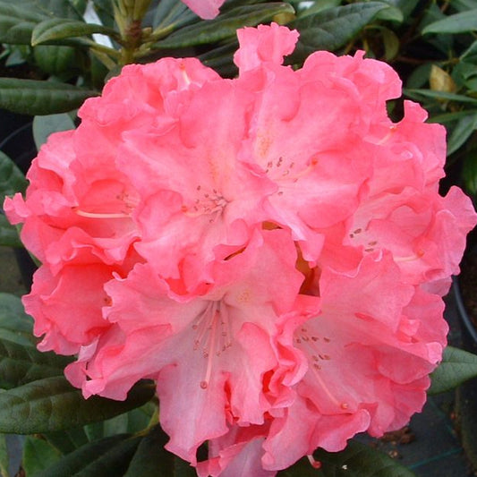 Bilde av Rhododendron Hydon Hunter-Spanne Plantesalg