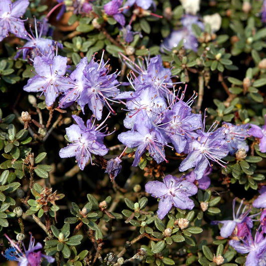 Bilde av Rhododendron impeditum-Spanne Plantesalg