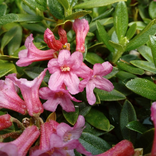 Bilde av Rhododendron intermedia-Spanne Plantesalg