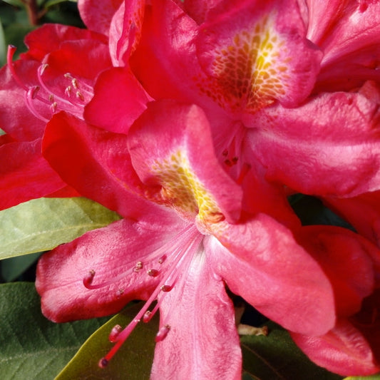 Bilde av Rhododendron Junifeuer 1l-Spanne Plantesalg