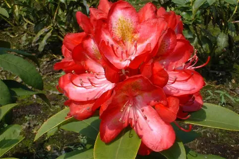 Bilde av Rhododendron Junifeuer-Spanne Plantesalg