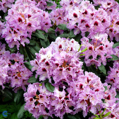 Rhododendron Kabarett – Spanne Plantesalg