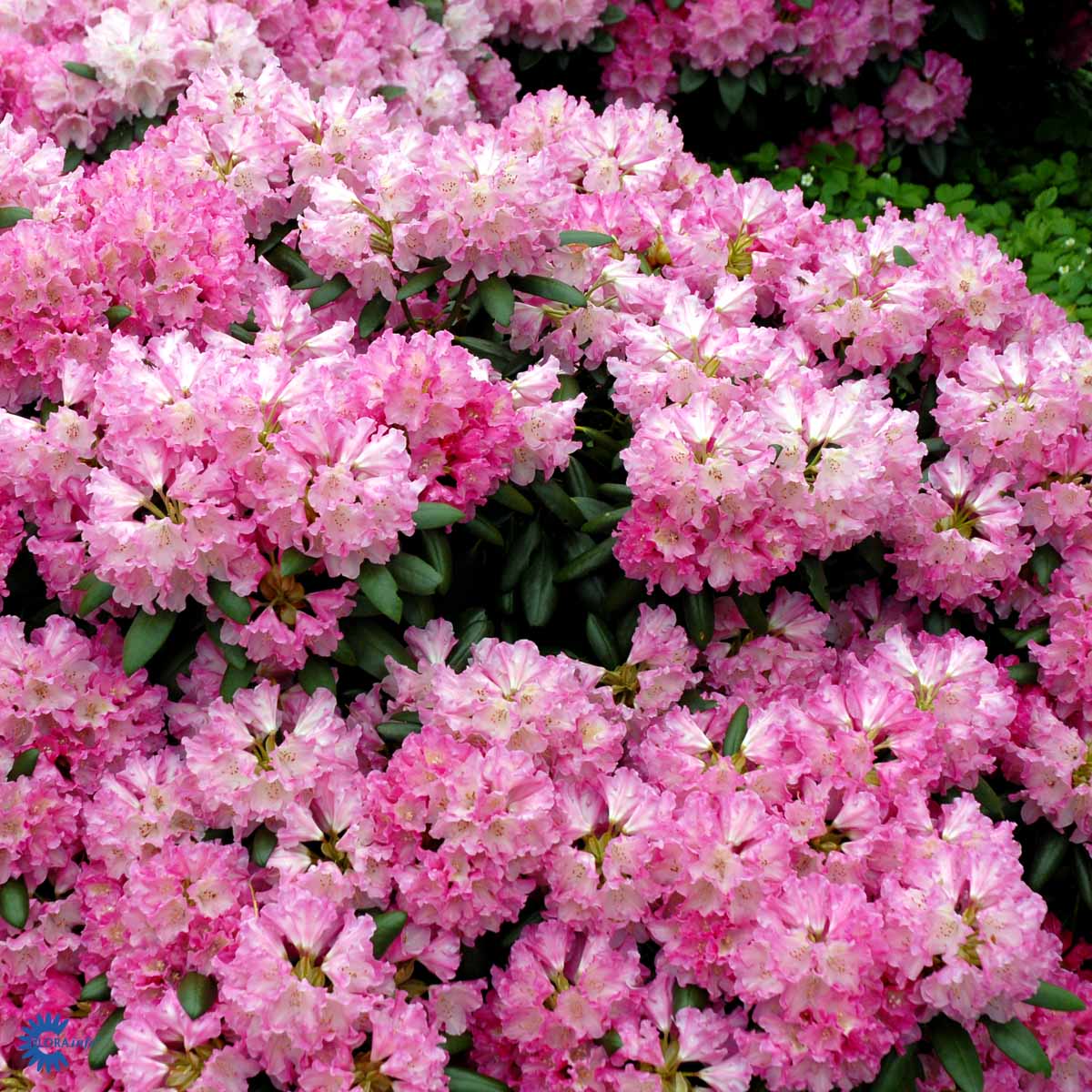 Bilde av Rhododendron Kalinka-Spanne Plantesalg