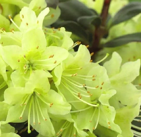 Bilde av RHODODENDRON (DWERG) PRINCESS ANN-Spanne Plantesalg