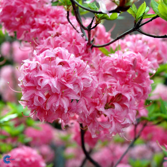 Bilde av Rhododendron Knaphill Homebush-Spanne Plantesalg