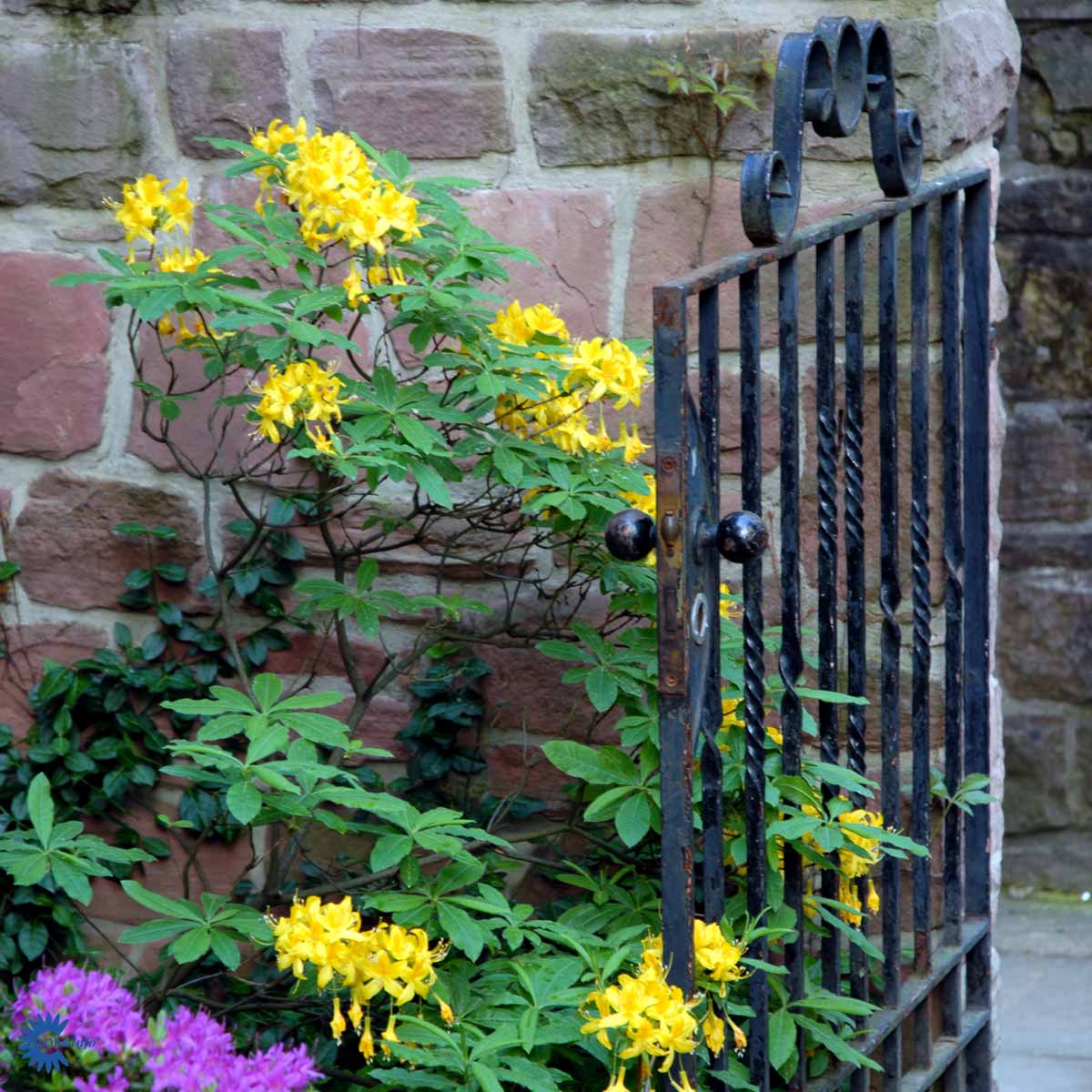 Rhododendron Knaphill Luteum – Spanne Plantesalg