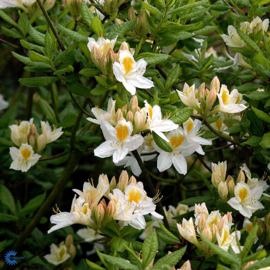 Bilde av Rhododendron Knaphill Persil-Spanne Plantesalg