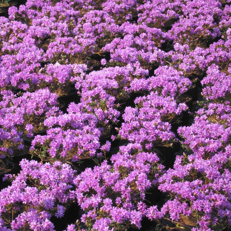 Bilde av Rhododendron lep. 'Frost Hexe'-Spanne Plantesalg