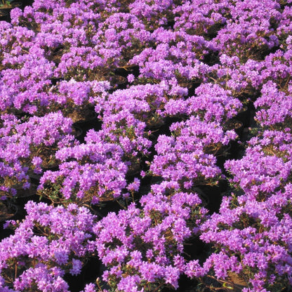 Rhododendron lep. 'Frost Hexe' – Spanne Plantesalg
