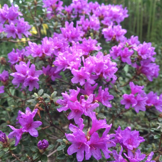 Bilde av Rhododendron lep. 'Frost Hexe'-Spanne Plantesalg