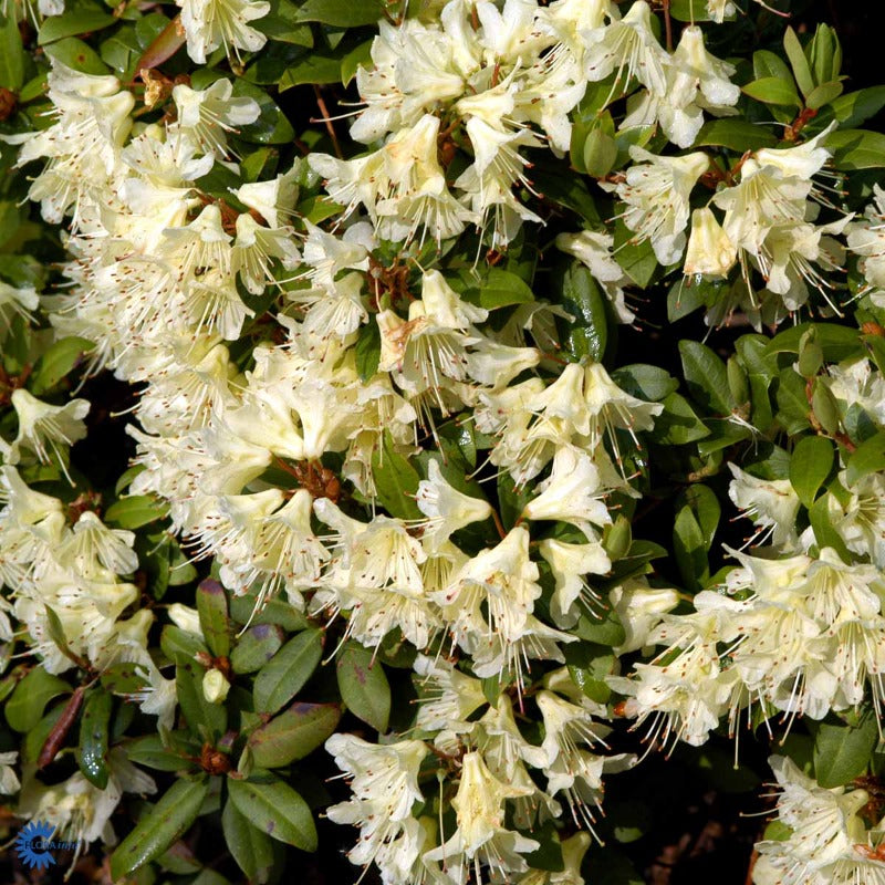 Bilde av Rhododendron lep. 'Princess Anne'-Spanne Plantesalg