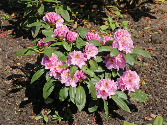 Bilde av Rhododendron Lita-Spanne Plantesalg
