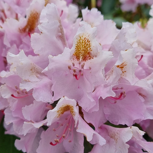 Bilde av Rhododendron Lita-Spanne Plantesalg