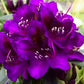 Bilde av RHODODENDRON MARCEL MENARD-Spanne Plantesalg