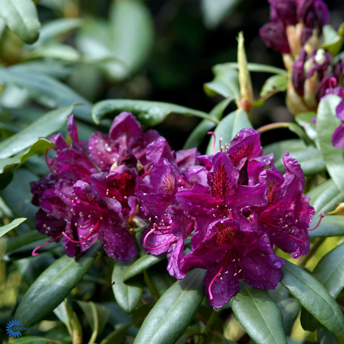 Bilde av Rhododendron Marcel Menard-Spanne Plantesalg