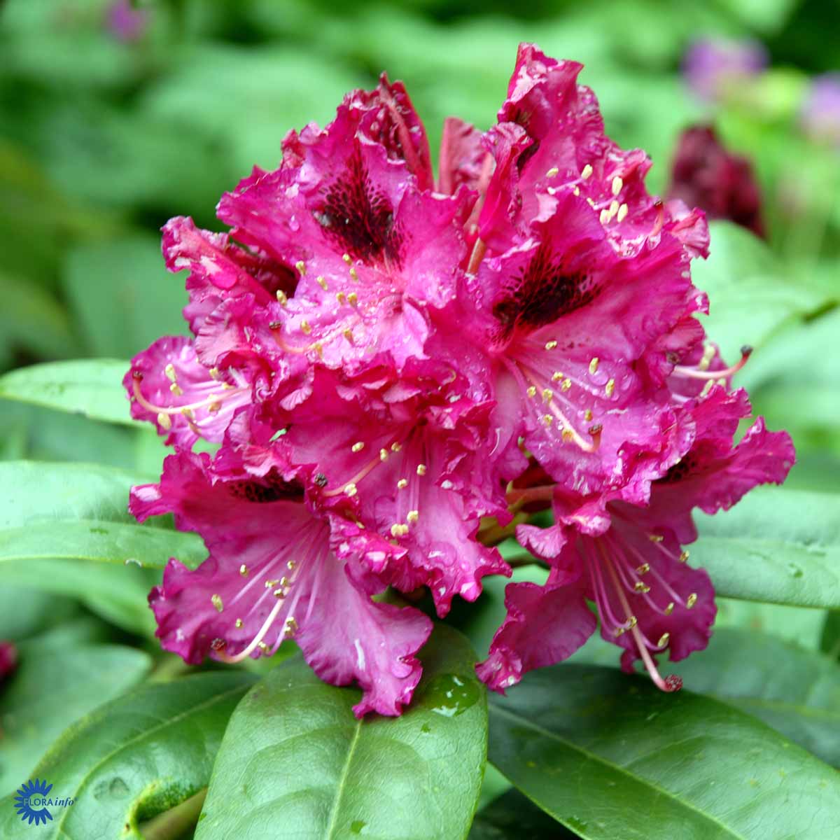 Rhododendron Marie Forte – Spanne Plantesalg