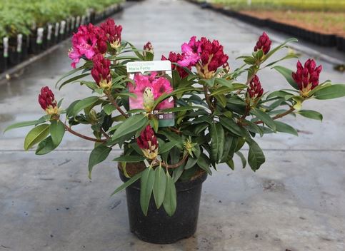Rhododendron Marie Forte  Spanne Plantesalg