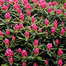 rhododendron mist maiden Rhododendron Mist Maiden – Spanne Plantesalg