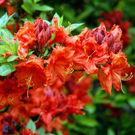 Bilde av Azalea Mollis Knaphill Gibraltar-Spanne Plantesalg