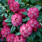 Bilde av Rhododendron Morgenrot-Spanne Plantesalg