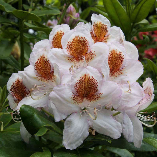 Bilde av Rhododendron Mrs. T.H. Lowinksy-Spanne Plantesalg