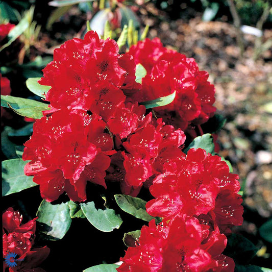 Bilde av Rhododendron Negrito-Spanne Plantesalg