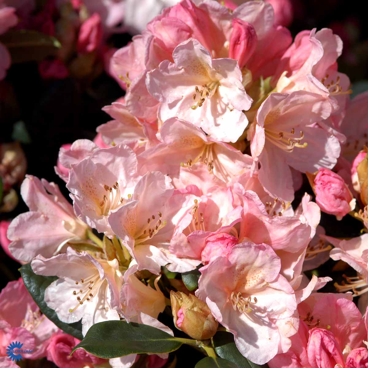 Bilde av Rhododendron P. Wiseman-Spanne Plantesalg