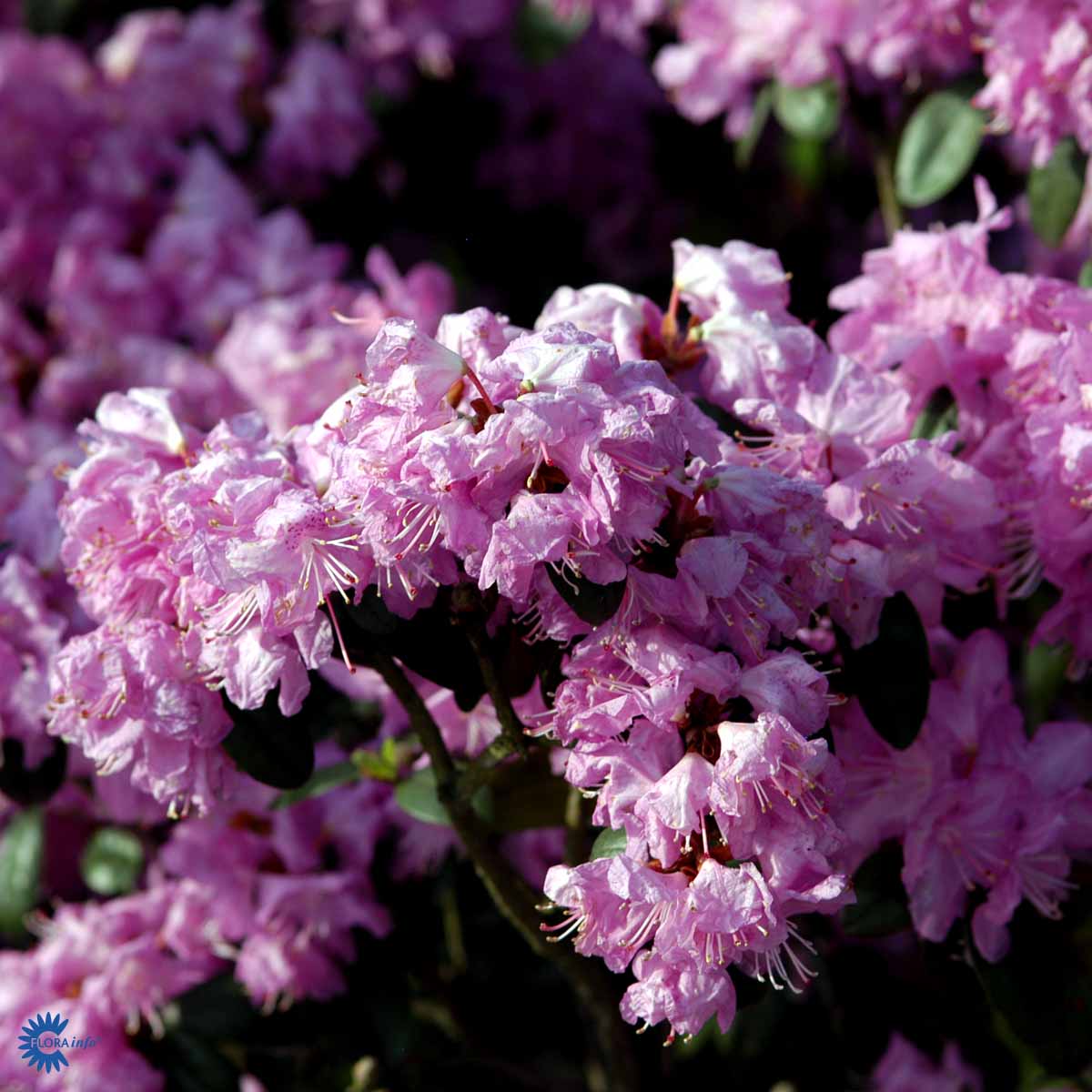 Bilde av RhododendronP.J. Mezitt-Spanne Plantesalg