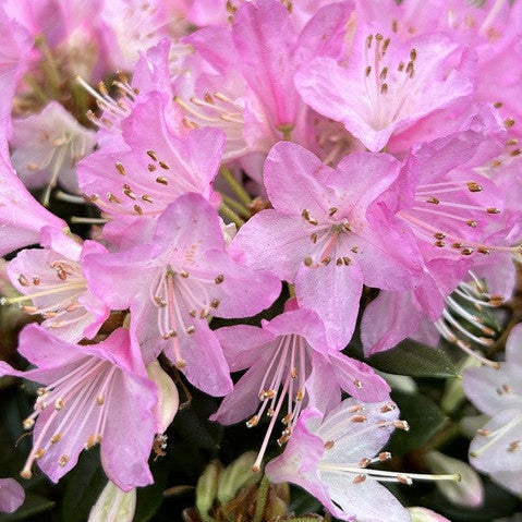 Rhododendron Pintail – Spanne Plantesalg
