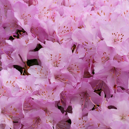 Bilde av Rhododendron Pintail-Spanne Plantesalg