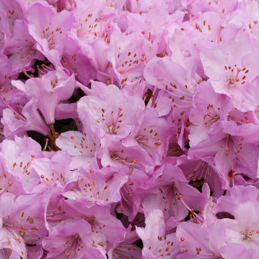 Bilde av Rhododendron Pintail-Spanne Plantesalg