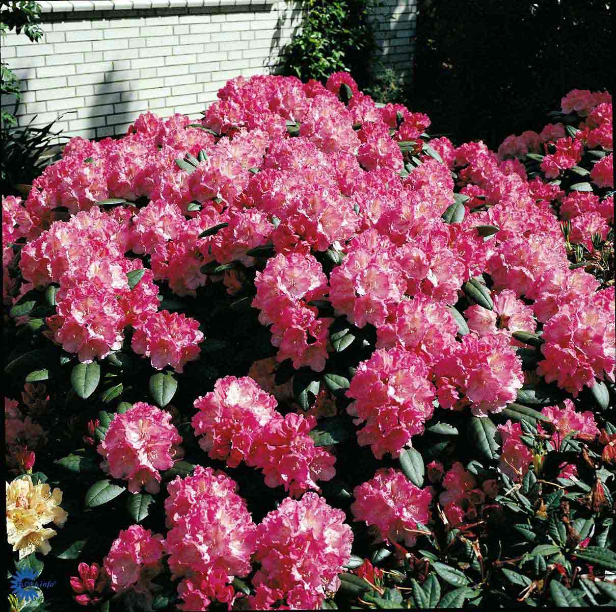 Bilde av Rhododendron Polaris-Spanne Plantesalg