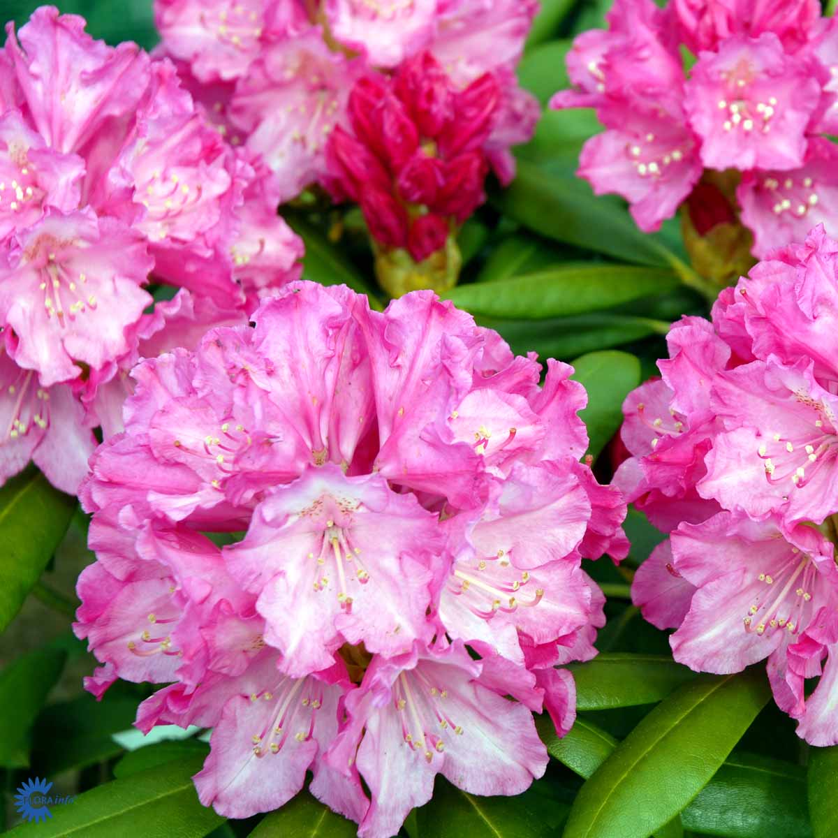 Bilde av Rhododendron Polaris-Spanne Plantesalg