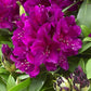 Bilde av RHODODENDRON PONTICUM POLARNACHT-Spanne Plantesalg