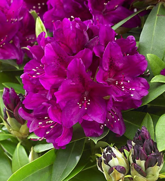 Bilde av RHODODENDRON PONTICUM POLARNACHT-Spanne Plantesalg