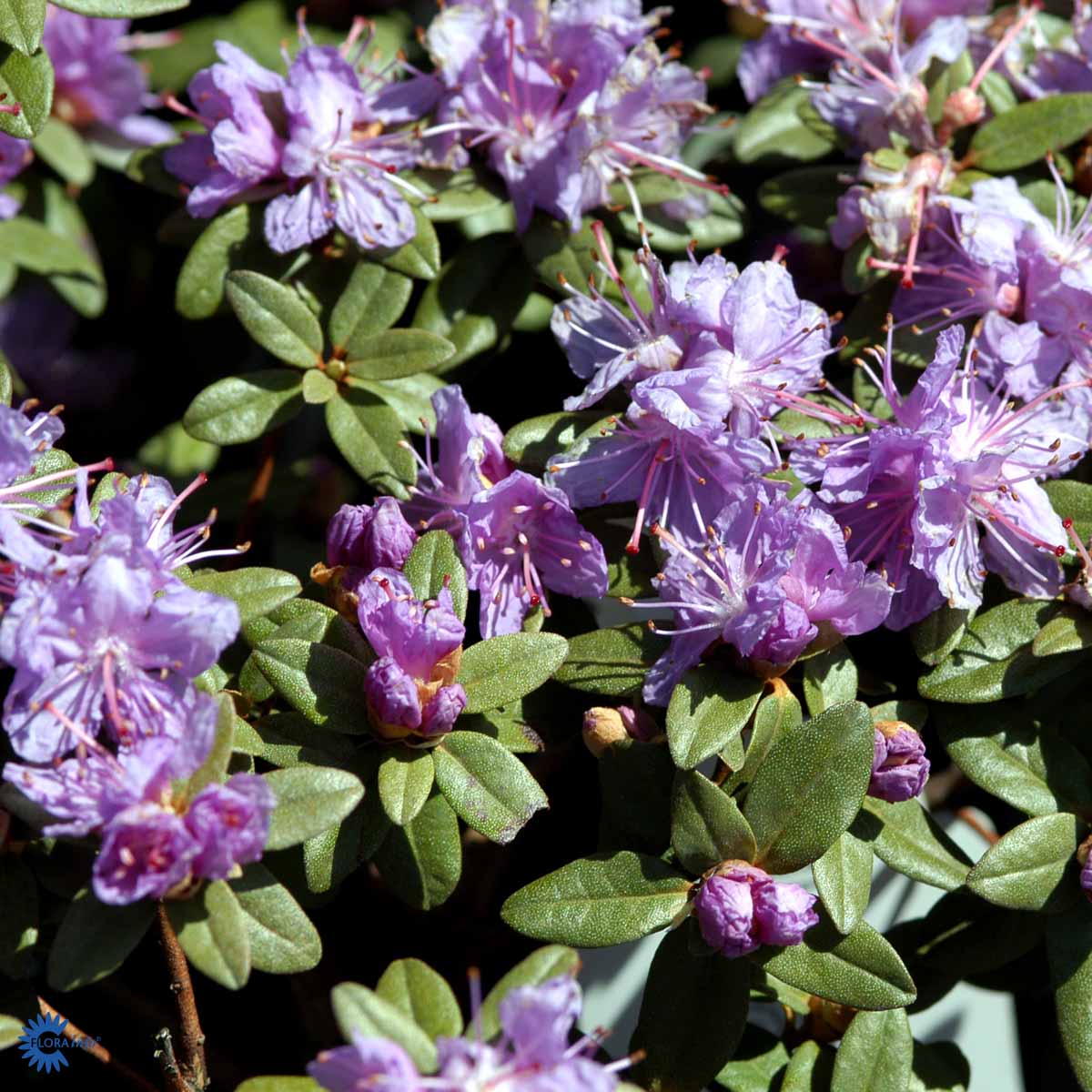 Bilde av Rhododendron Ramapo-Spanne Plantesalg