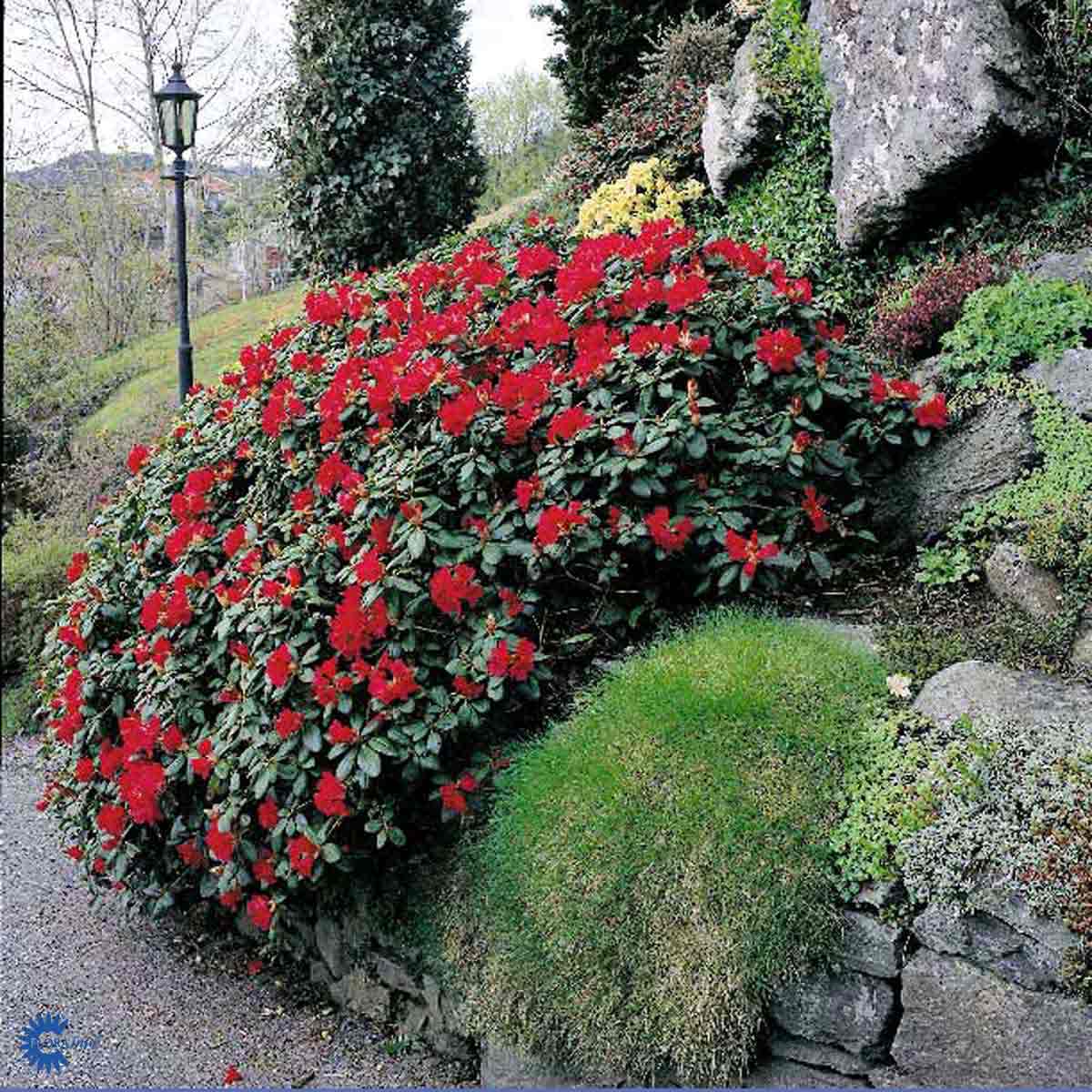 Bilde av Rhododendron Scarlet Wonder-Spanne Plantesalg