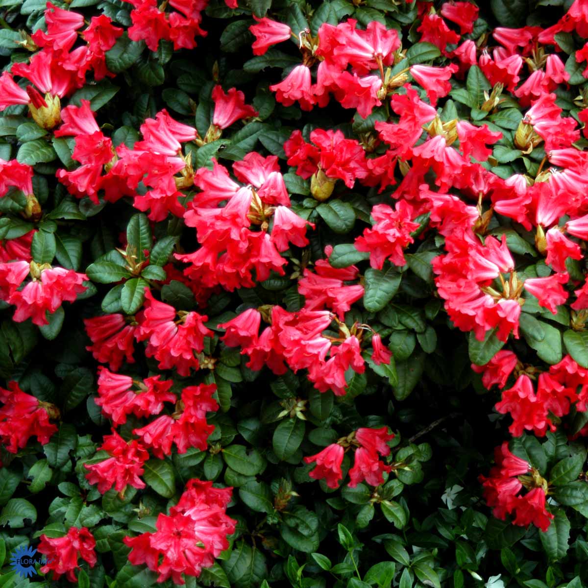 Bilde av Rhododendron Scarlet Wonder-Spanne Plantesalg